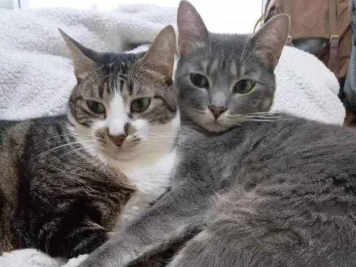 Gato ra a  idade 2 a 6 meses nome Pepe