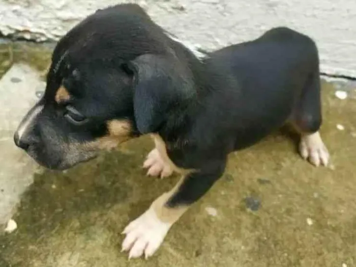 Cachorro ra a Indefinido idade Abaixo de 2 meses nome Filhotes