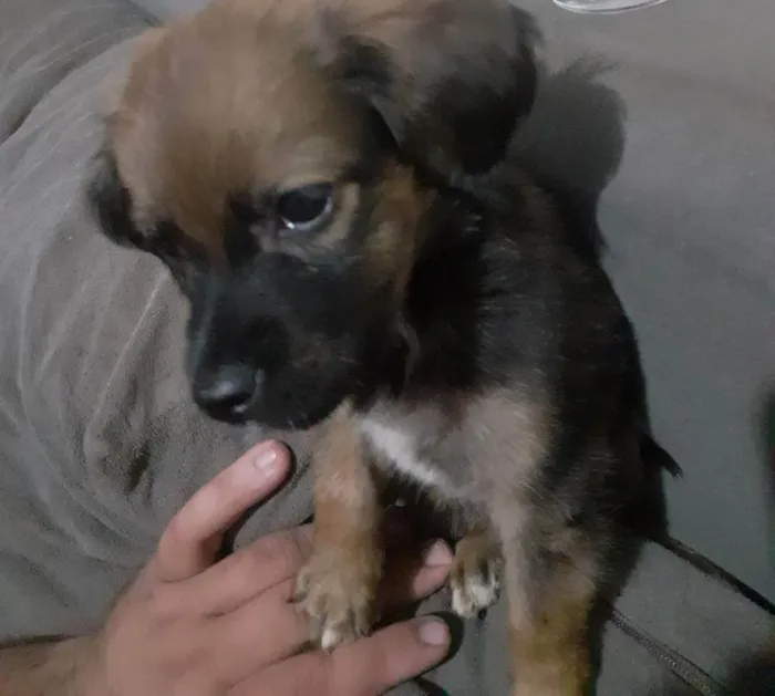 Cachorro ra a  idade 2 a 6 meses nome varios