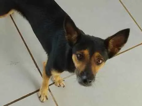 Cachorro ra a Mestiça  idade 1 ano nome Pretinha 