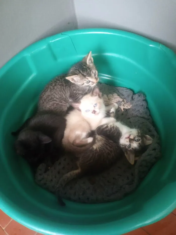 Gato raça Não sei  idade 2 a 6 meses nome Sem nome 