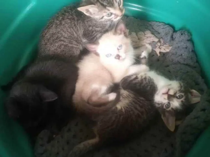 Gato raça Não sei  idade 2 a 6 meses nome Sem nome 