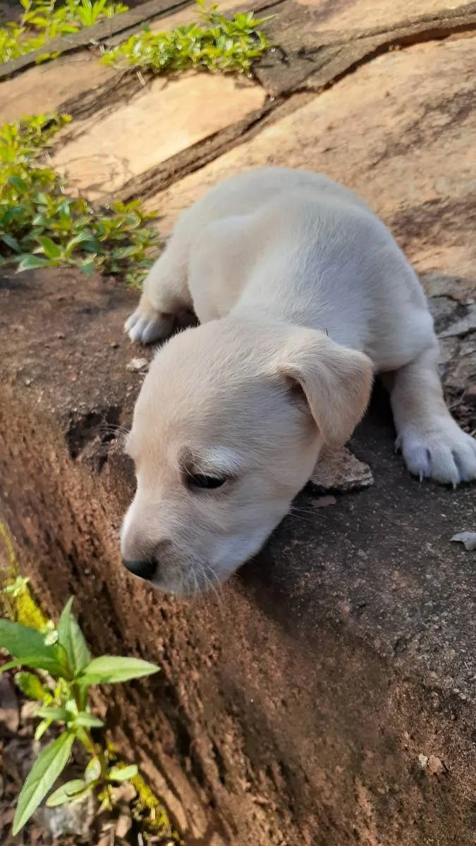 Cachorro ra a Indefinida  idade Abaixo de 2 meses nome Sem nome