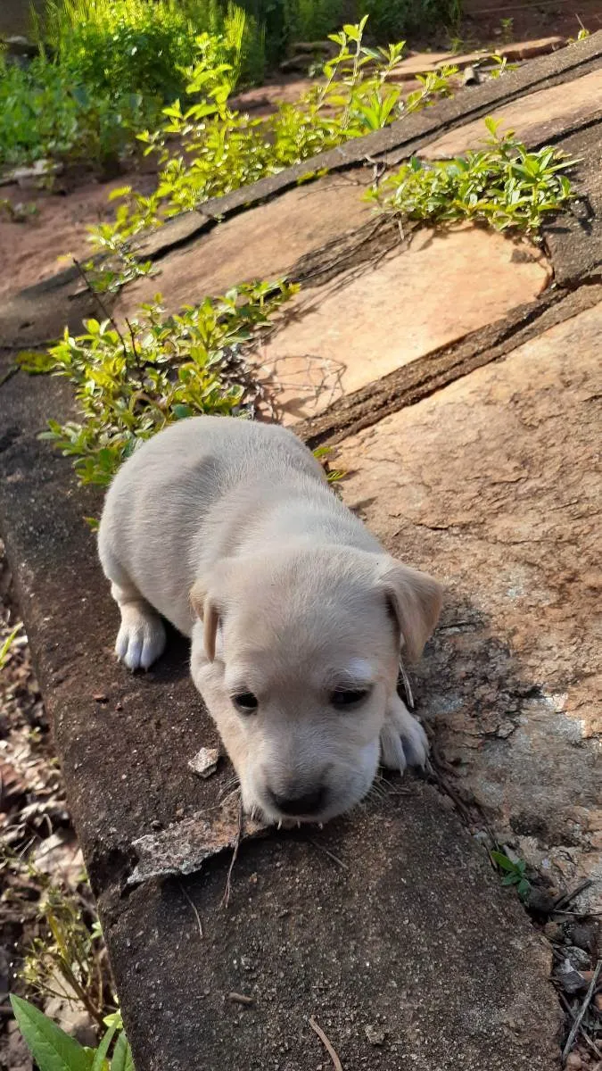 Cachorro ra a Indefinida  idade Abaixo de 2 meses nome Sem nome