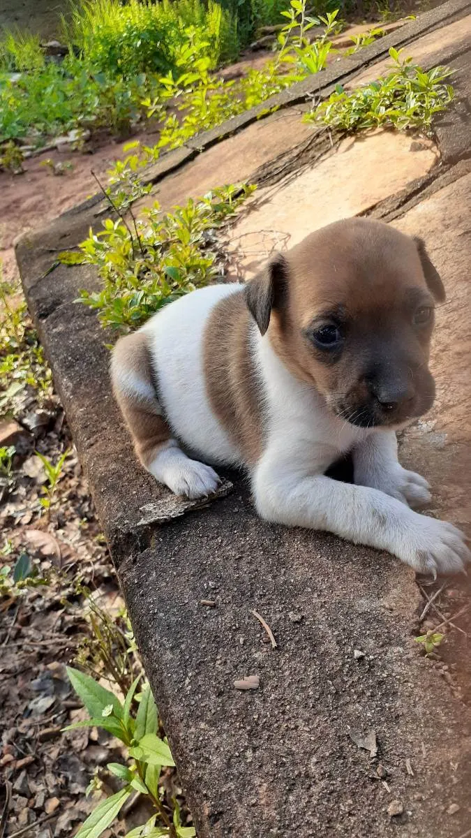 Cachorro ra a Indefinida  idade Abaixo de 2 meses nome Sem nome