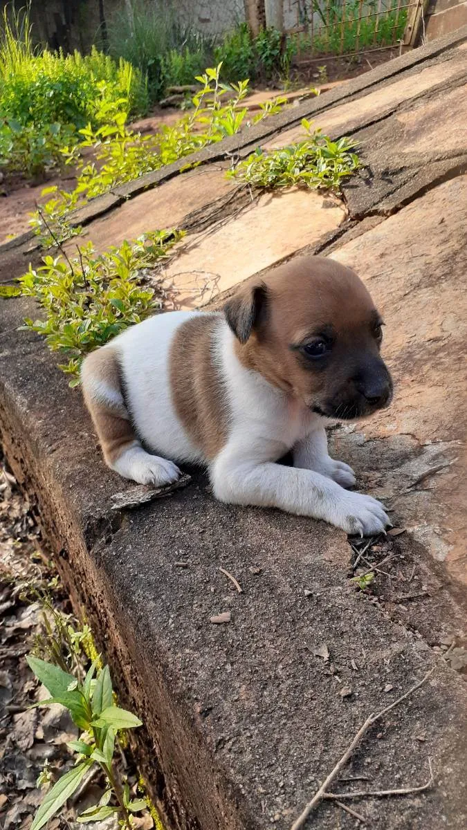 Cachorro ra a Indefinida  idade Abaixo de 2 meses nome Sem nome