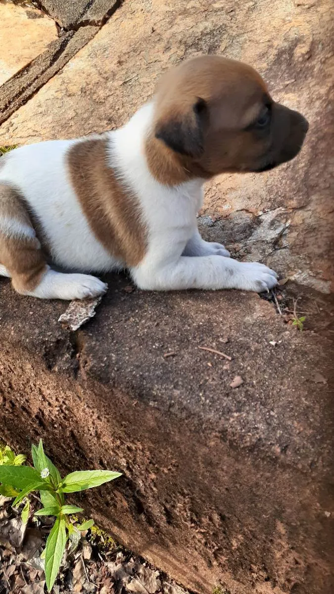 Cachorro ra a Indefinida  idade Abaixo de 2 meses nome Sem nome