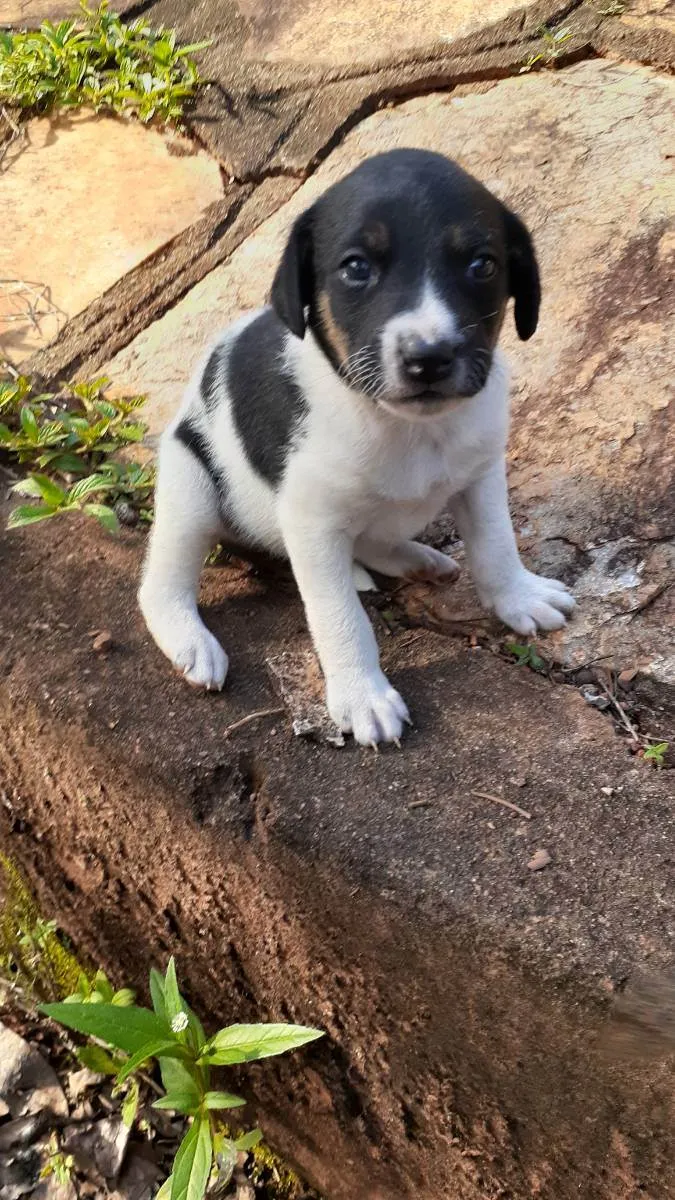 Cachorro ra a Indefinida  idade Abaixo de 2 meses nome Sem nome