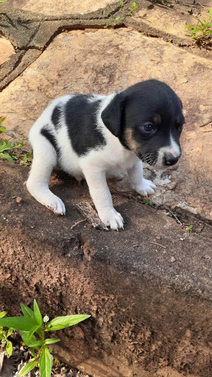 Cachorro ra a Indefinida  idade Abaixo de 2 meses nome Sem nome