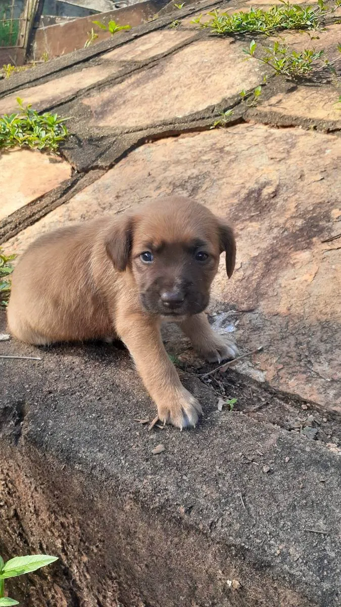 Cachorro ra a Indefinida  idade Abaixo de 2 meses nome Sem nome