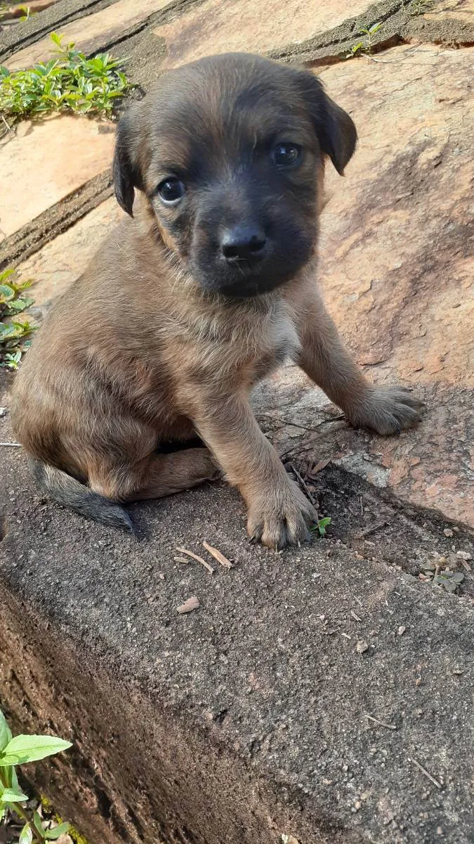 Cachorro ra a Indefinida  idade Abaixo de 2 meses nome Sem nome