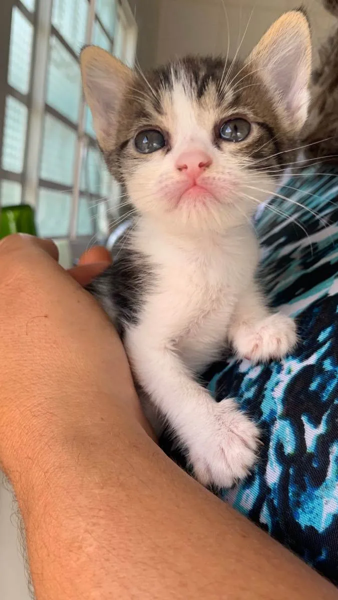 Gato ra a Sem raça definida idade Abaixo de 2 meses nome Coração 