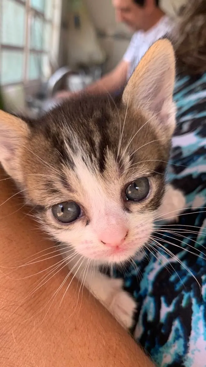 Gato ra a Sem raça definida idade Abaixo de 2 meses nome Coração 