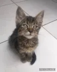 Gato raça Srd idade Abaixo de 2 meses nome Safira