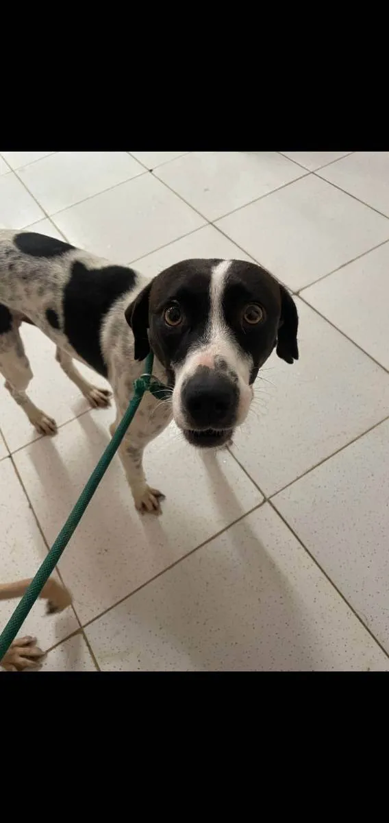 Cachorro ra a Srd idade 1 ano nome  Pixel
