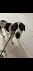 Pixel