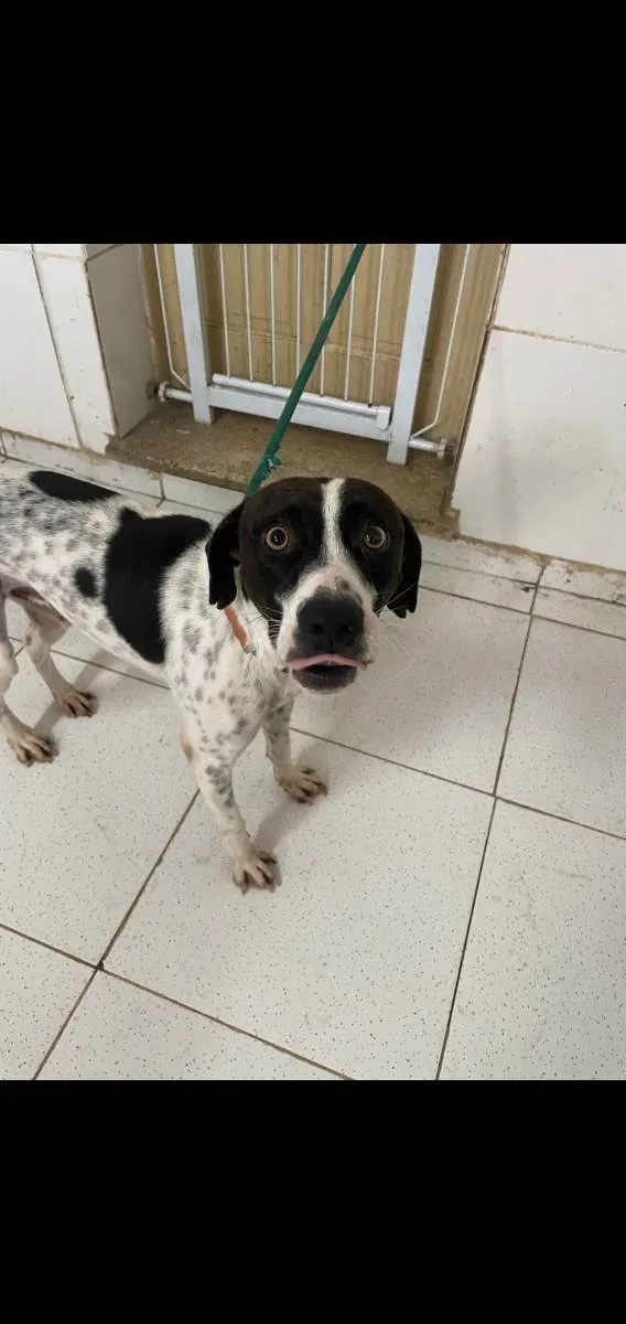 Cachorro ra a Srd idade 1 ano nome  Pixel