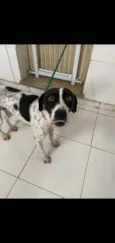 Pixel