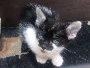 Gato raça Srd idade Abaixo de 2 meses nome Talia