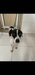 Pixel