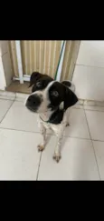 Pixel
