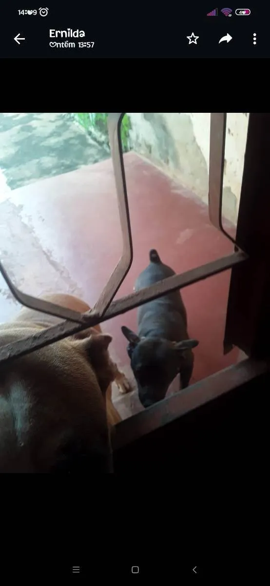 Cachorro ra a Vira lata idade 1 ano nome Huck