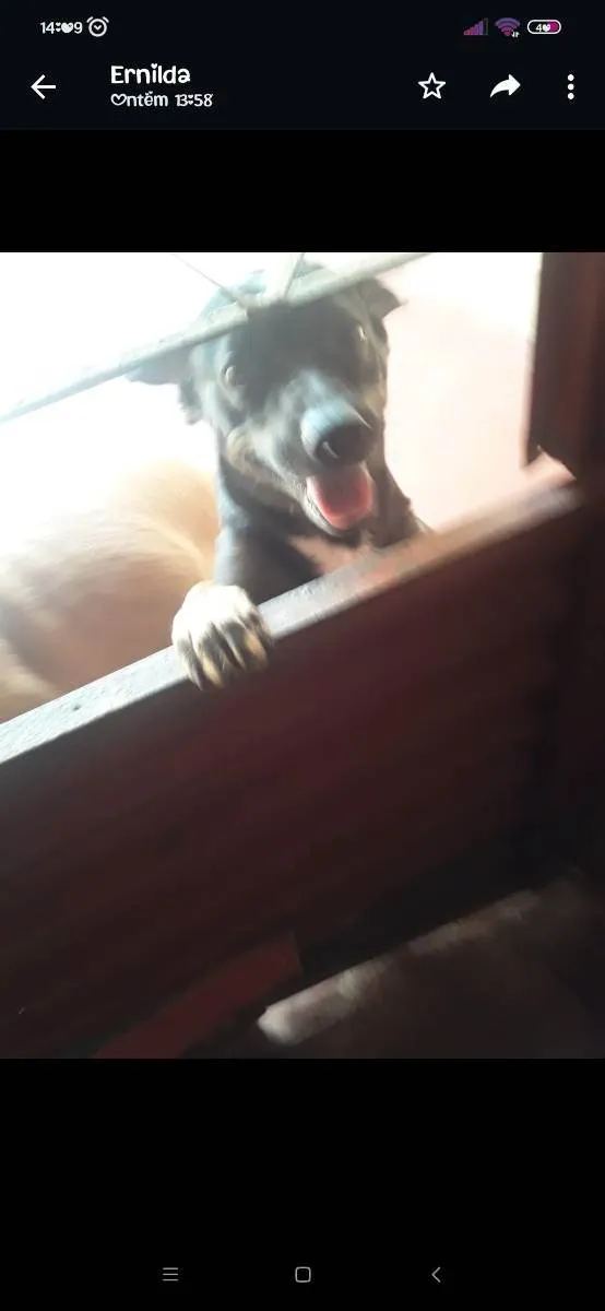 Cachorro ra a Vira lata idade 1 ano nome Huck
