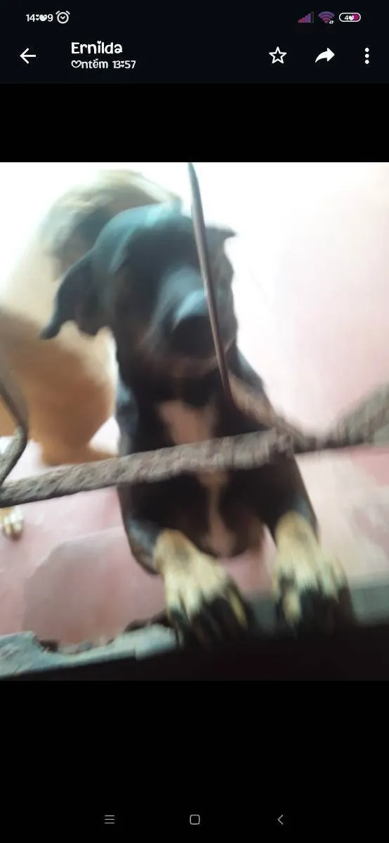 Cachorro ra a Vira lata idade 1 ano nome Huck
