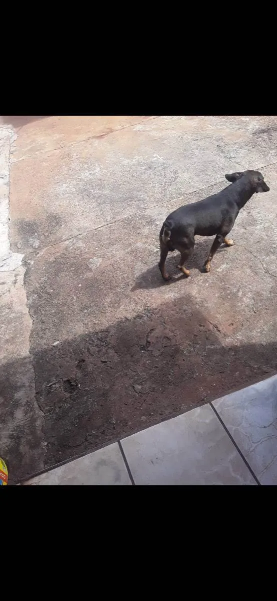 Cachorro ra a Vira lata idade 1 ano nome Huck