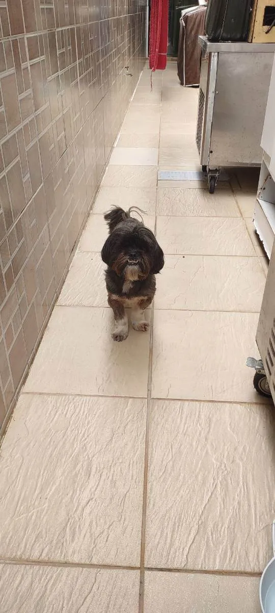 Cachorro ra a Shih-tzu idade 3 anos nome Fox
