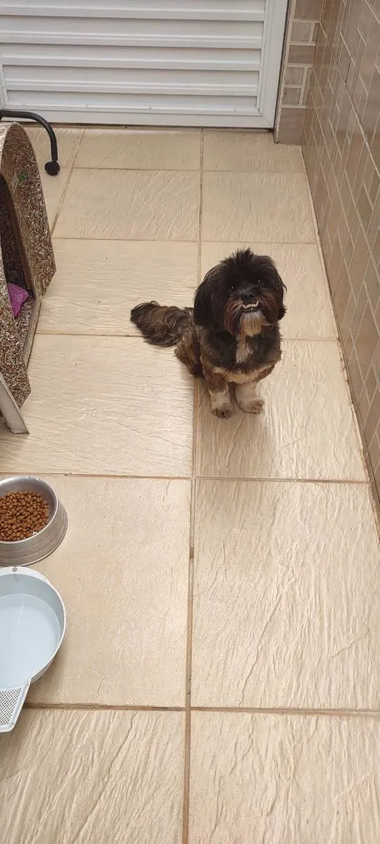 Cachorro ra a Shih-tzu idade 3 anos nome Fox