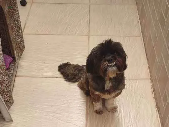 Cachorro ra a Shih-tzu idade 3 anos nome Fox