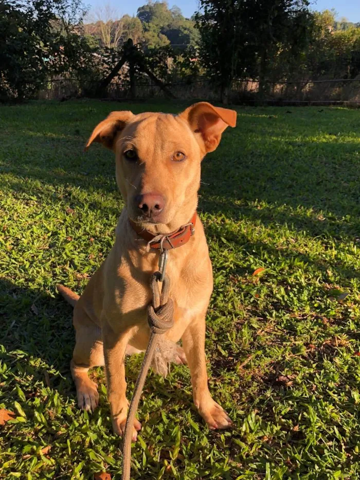 Cachorro ra a Labrador com vira lata  idade 1 ano nome Akira