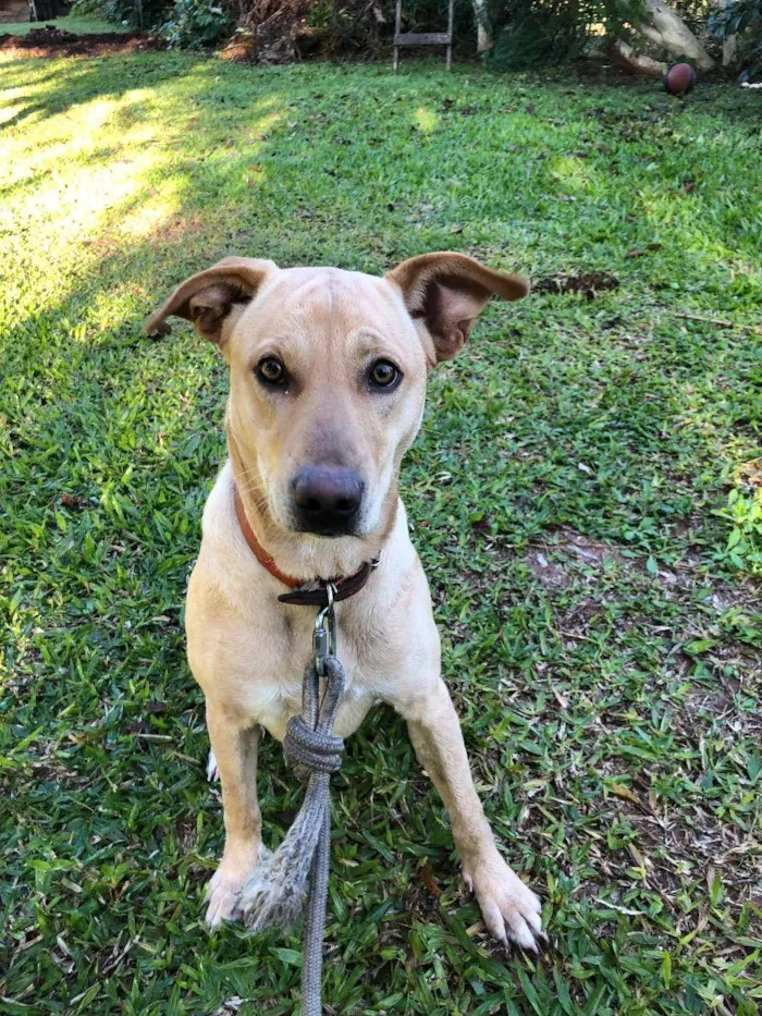 Cachorro ra a Labrador com vira lata  idade 1 ano nome Akira