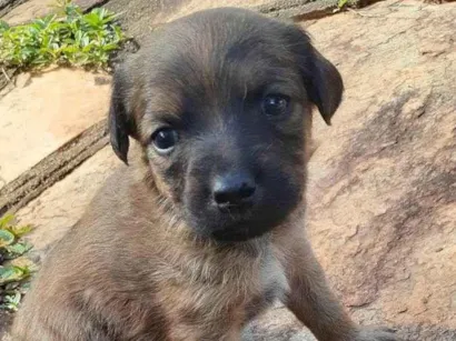 Cachorro raça Indefinida  idade Abaixo de 2 meses nome Sem nome