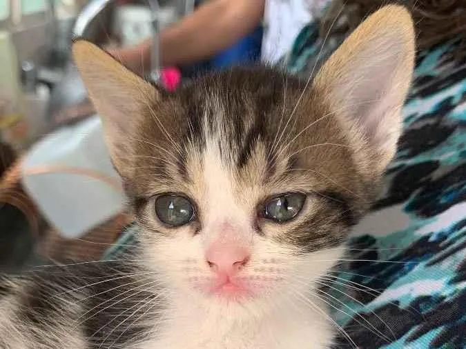 Gato ra a Sem raça definida idade Abaixo de 2 meses nome Coração 