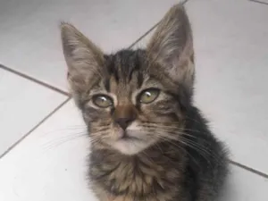 Gato raça Srd idade Abaixo de 2 meses nome Safira