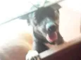 Huck