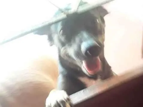Cachorro ra a Vira lata idade 1 ano nome Huck