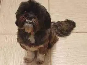 Cachorro raça Shih-tzu idade 3 anos nome Fox
