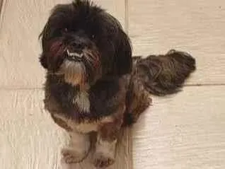 Cachorro ra a Shih-tzu idade 3 anos nome Fox