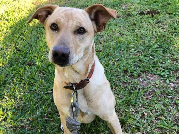 Cachorro ra a Labrador com vira lata  idade 1 ano nome Akira