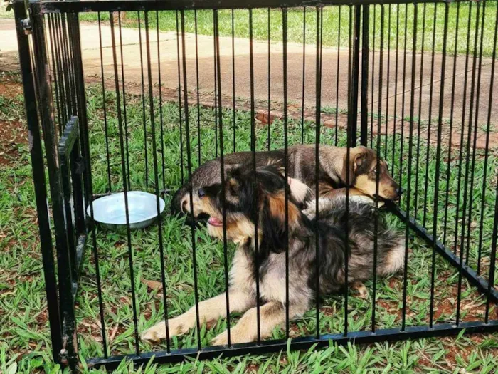 Cachorro ra a SRD idade 7 a 11 meses nome Mafalda 