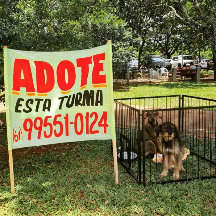 Cachorro ra a SRD idade 7 a 11 meses nome Mafalda 