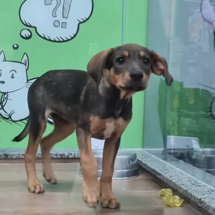 Cachorro ra a SRD idade 7 a 11 meses nome Mafalda 