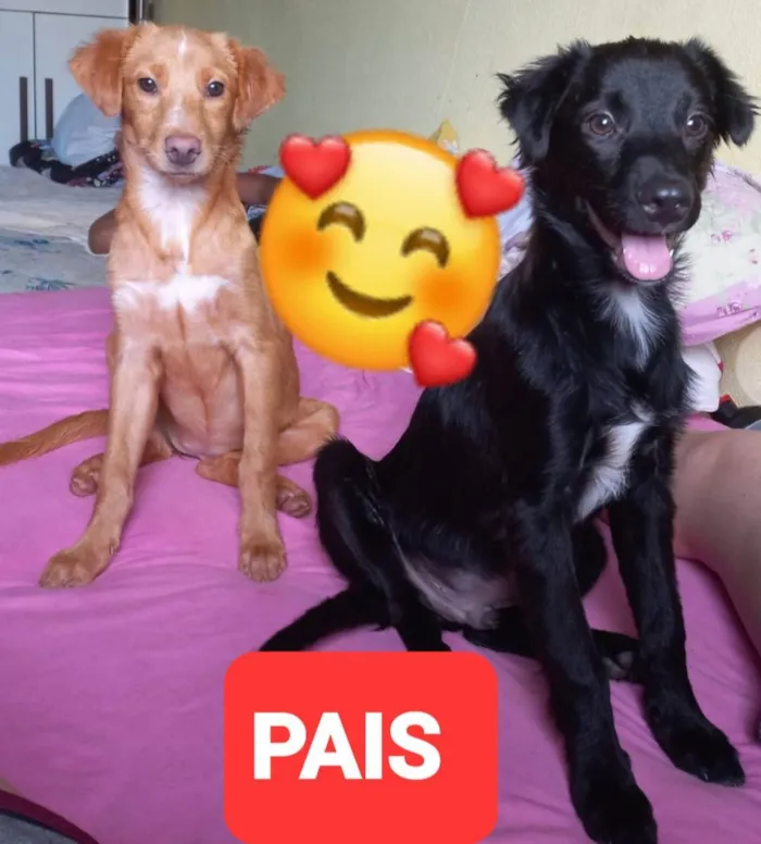 Cachorro ra a Não tem definição  idade Abaixo de 2 meses nome Sem nome 2