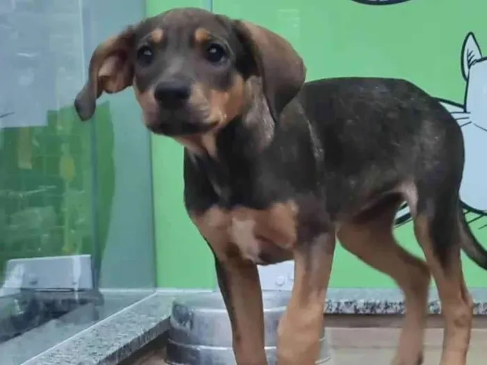Cachorro ra a SRD idade 7 a 11 meses nome Mafalda 