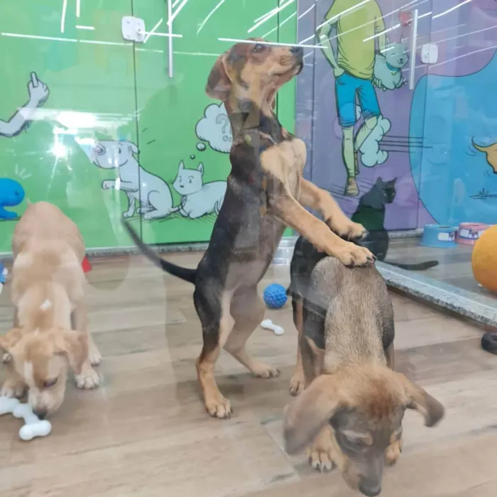 Cachorro ra a SRD idade 7 a 11 meses nome Mafalda 