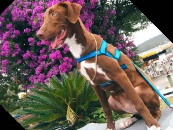 Cachorro raça Sem raça definida idade 7 a 11 meses nome Toni