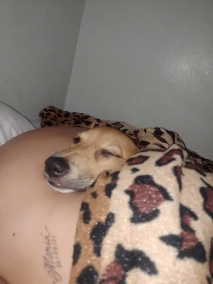 Cachorro raça Indefinido  idade 2 a 6 meses nome Mel 